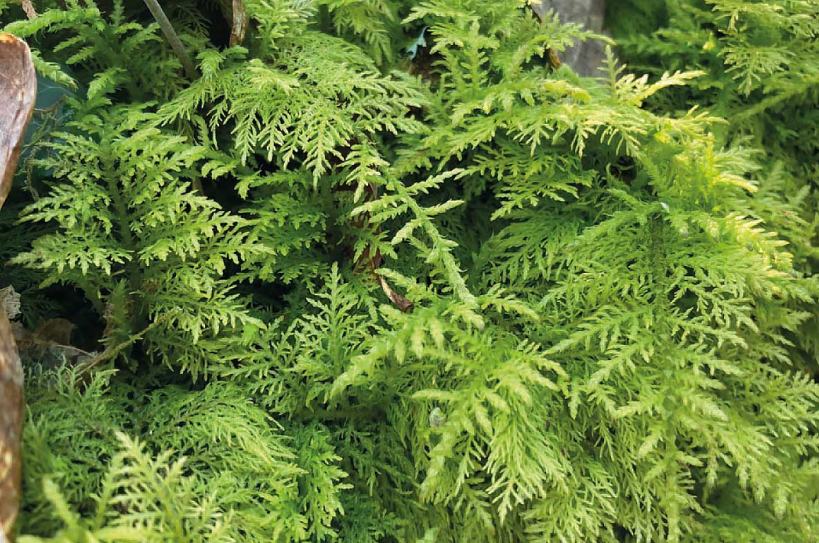 Tamarisk-Moss