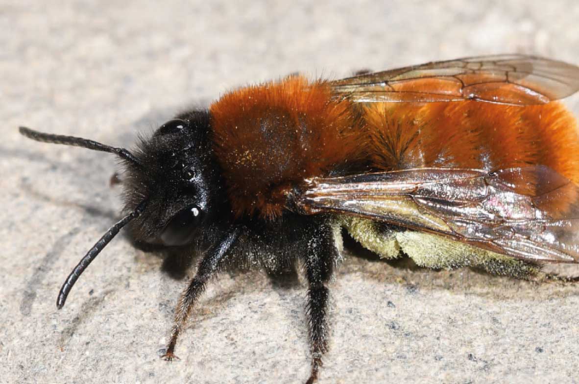 Tawny-Mining-Bee