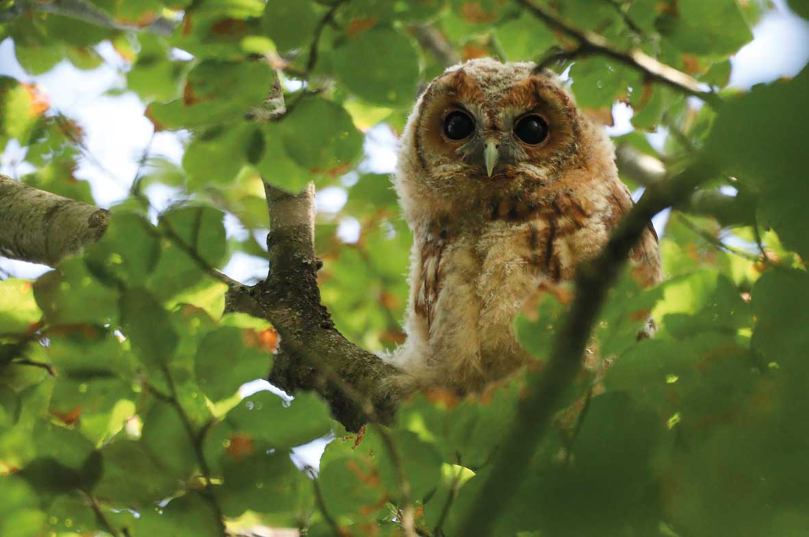 Tawny-Owl