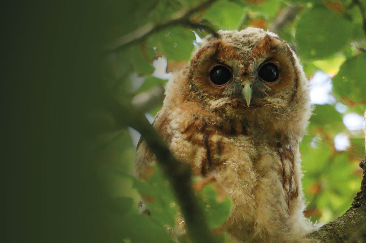 Tawny-Owl2