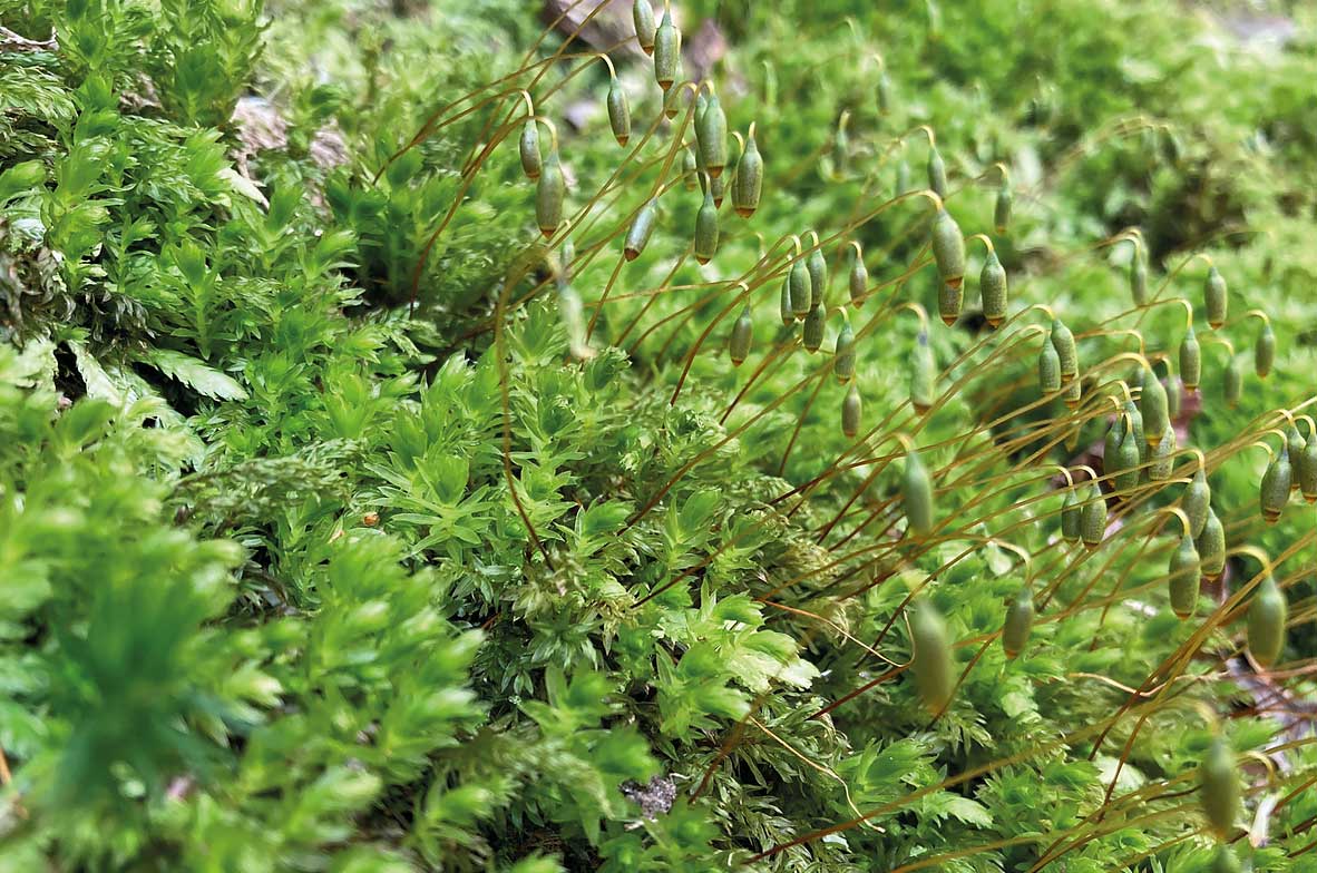 Thyme-Moss