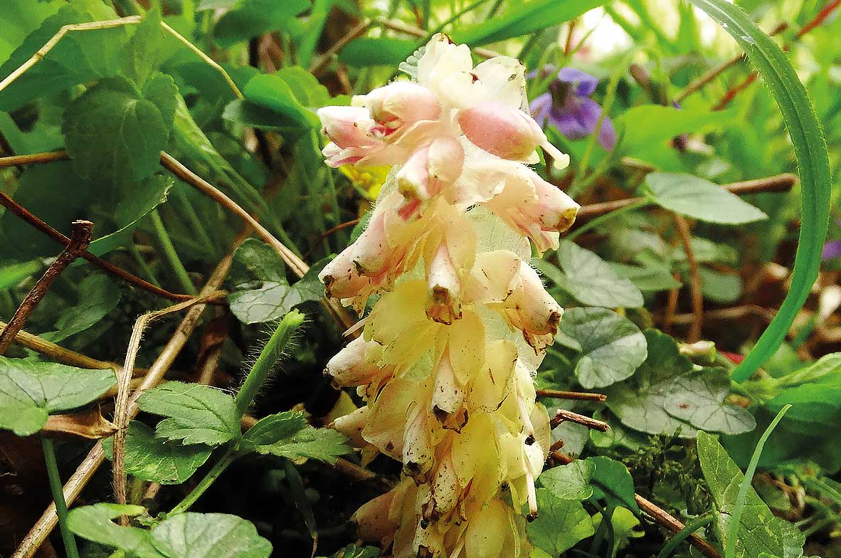 Toothwort