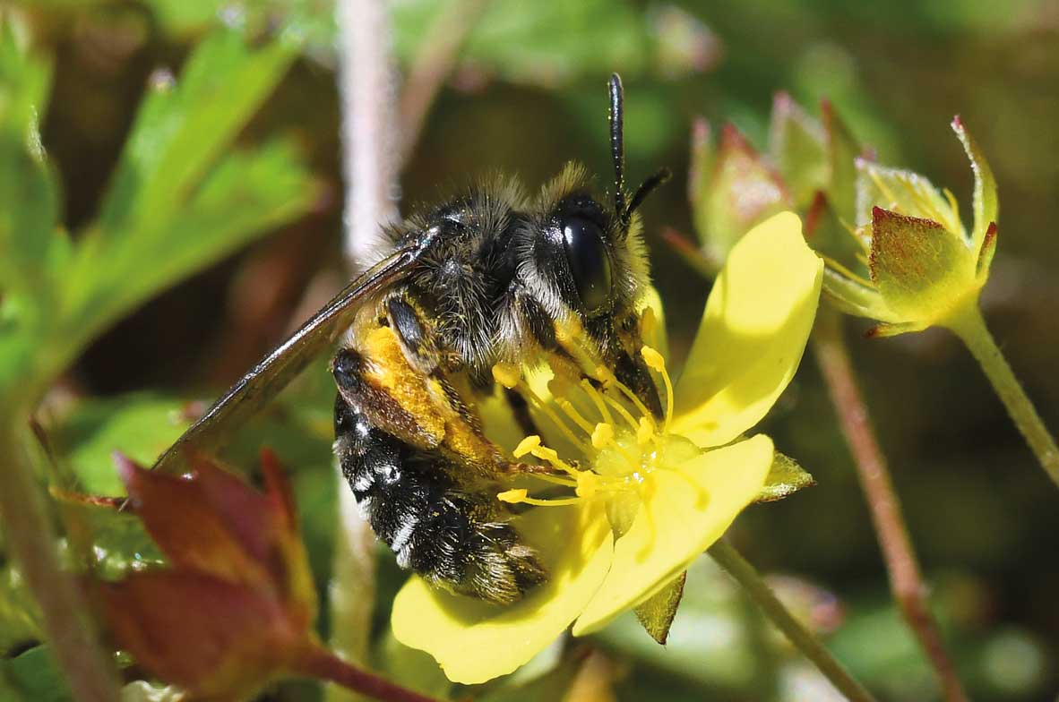 Tormentil-Mining-Bee