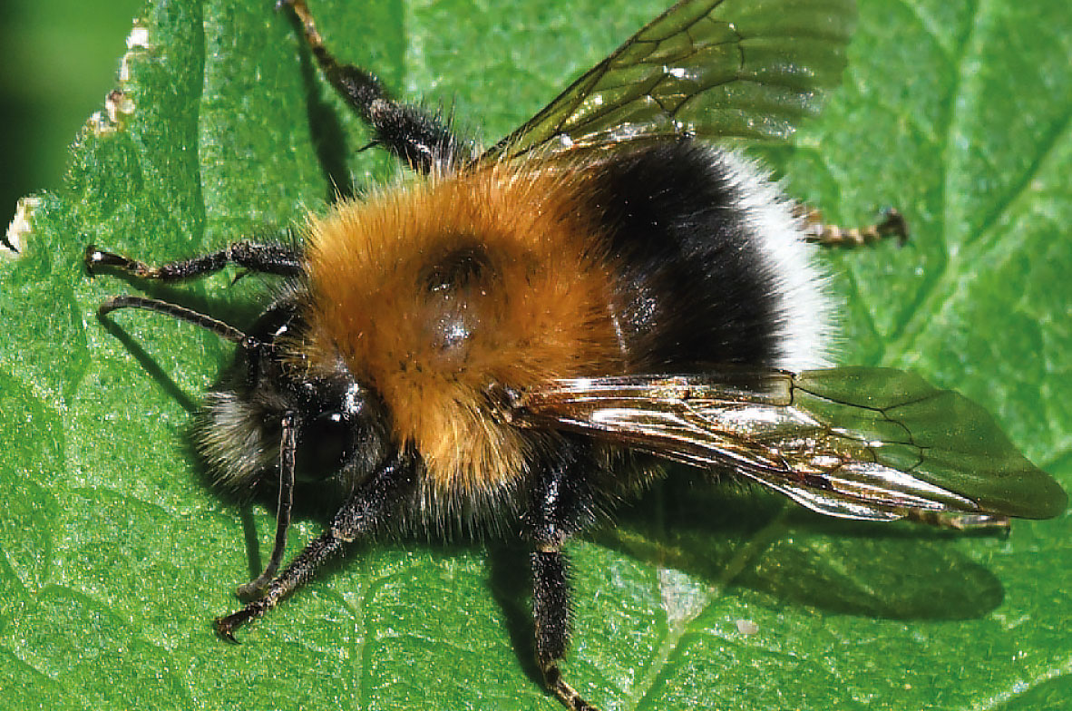 Tree-Bumblebee