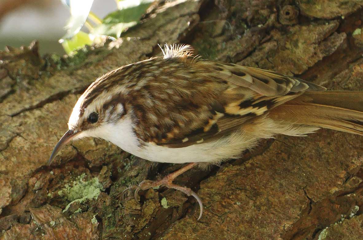 Treecreeper