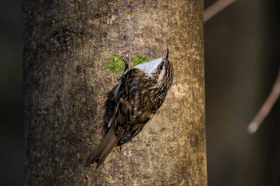 Treecreeper2
