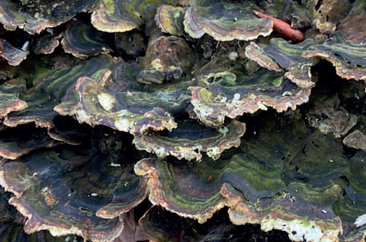Turkeytail-Fungus