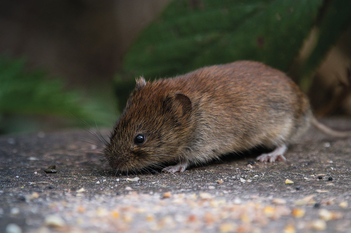 Vole