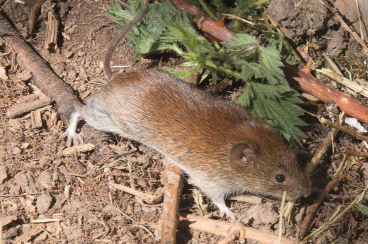 Vole-2