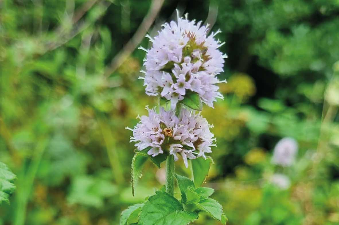 Water-Mint