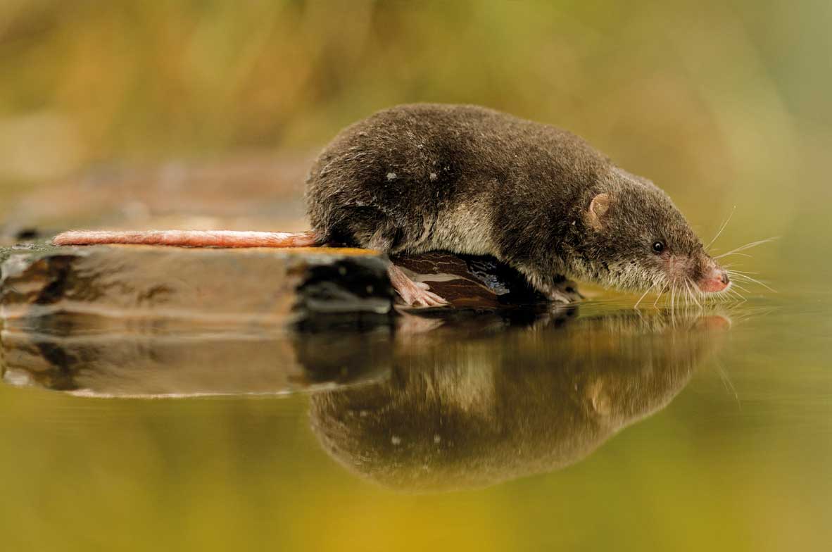 Water-Shrew