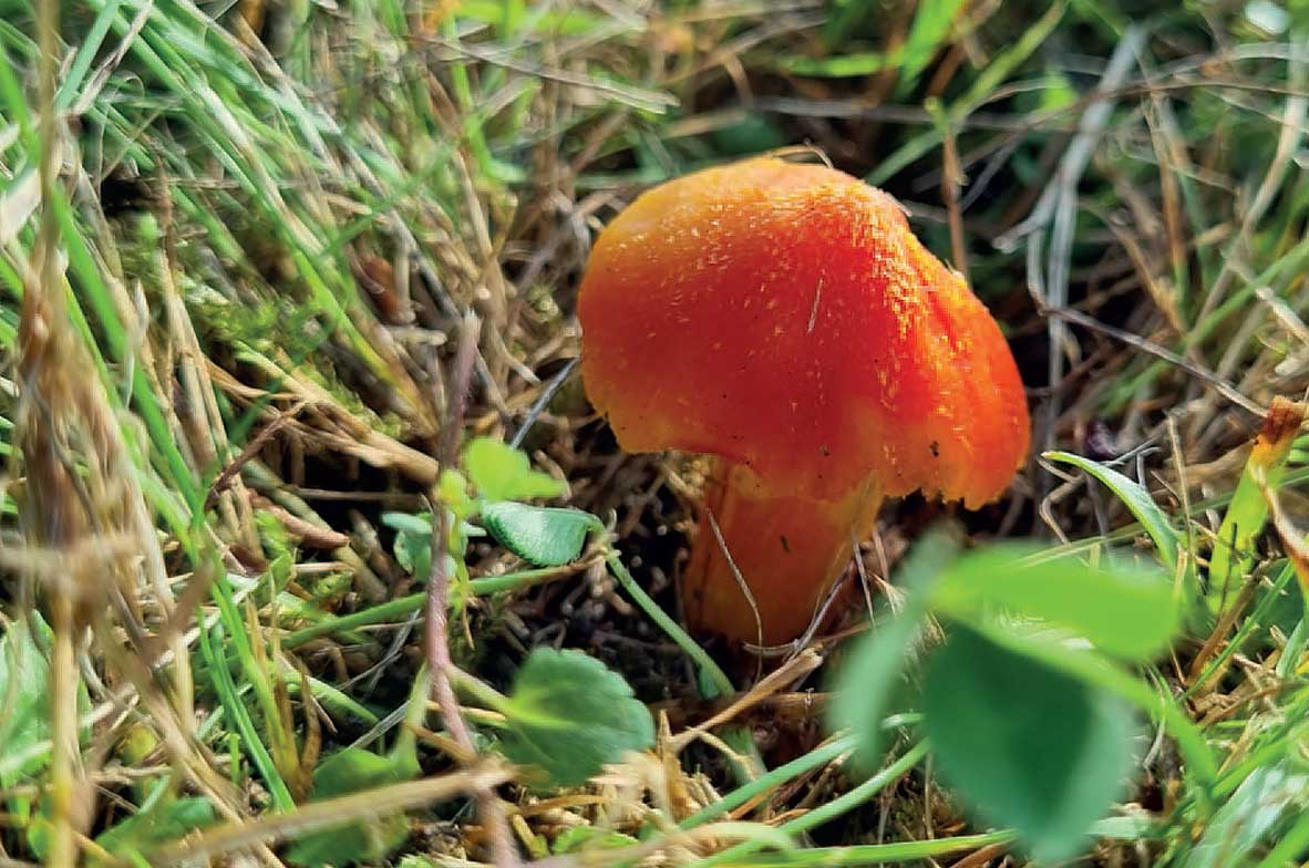 Waxcap-Fungus