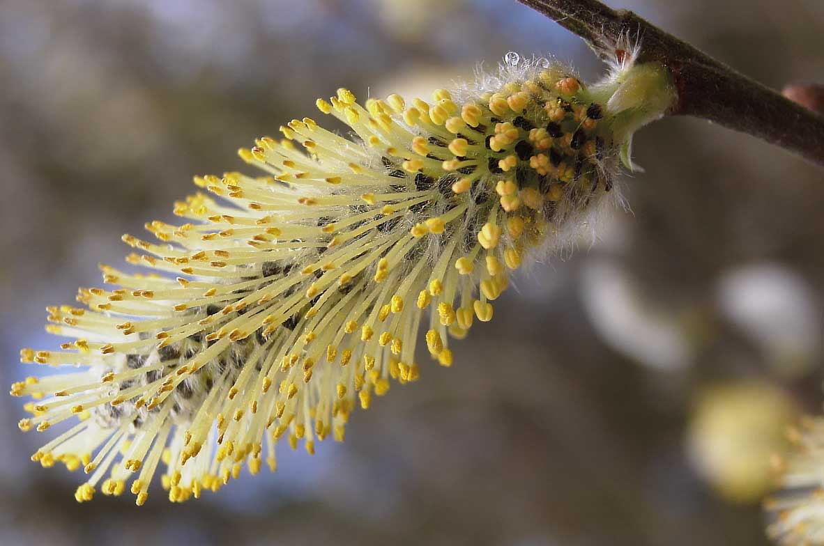 Willow-Bud