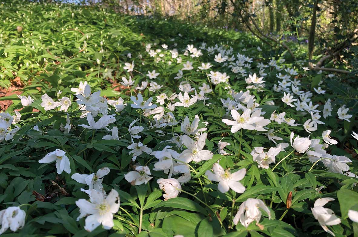 Wood-Anemone