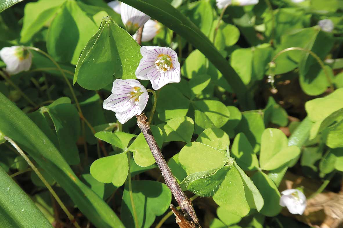 Wood-Sorrel