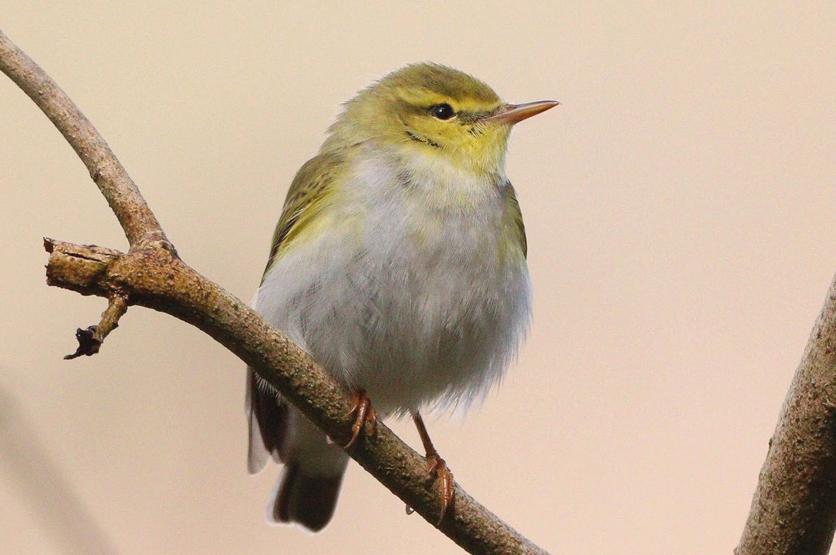 Wood-Warbler