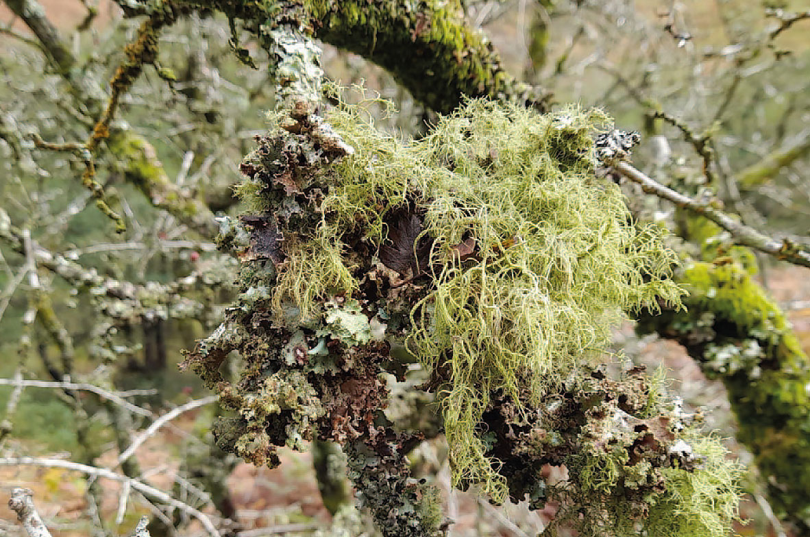 Woodland-Lichens