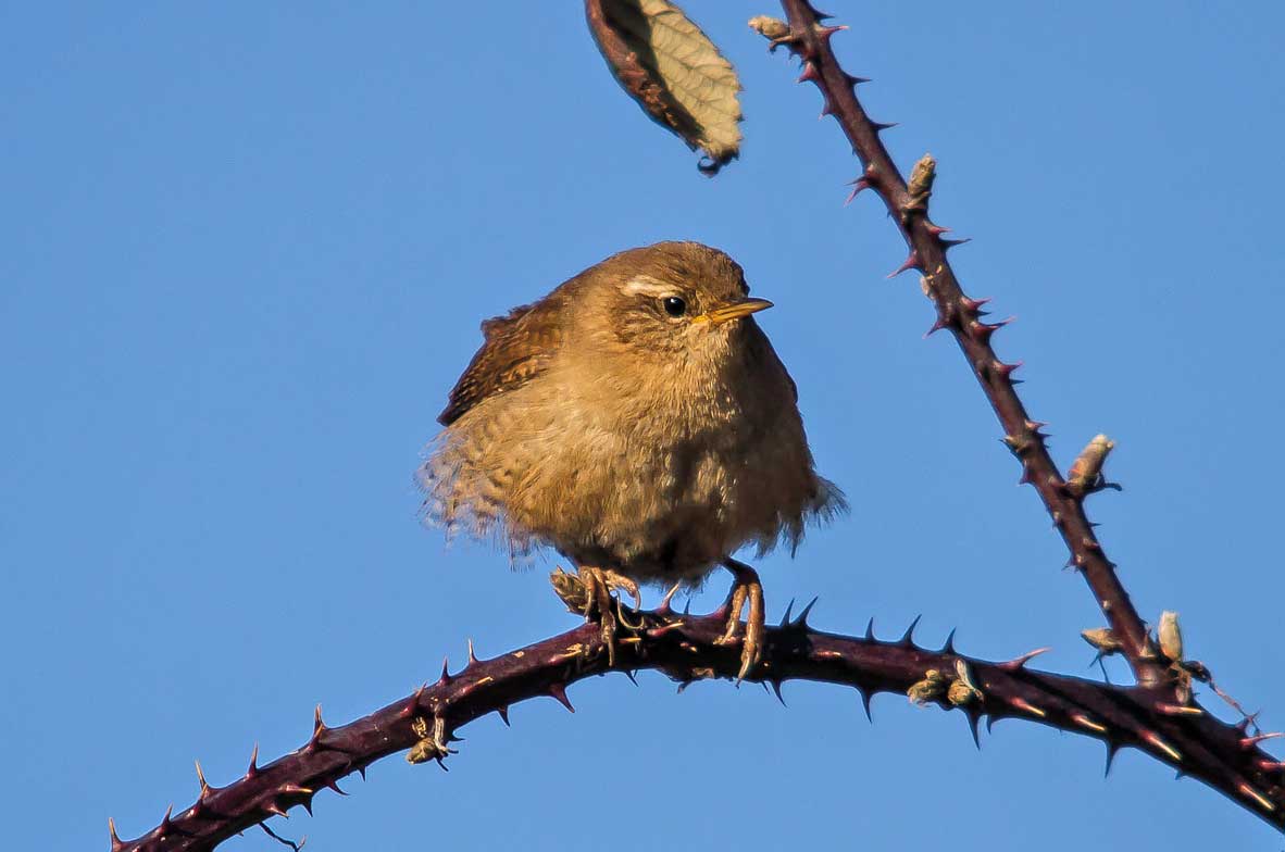 Wren