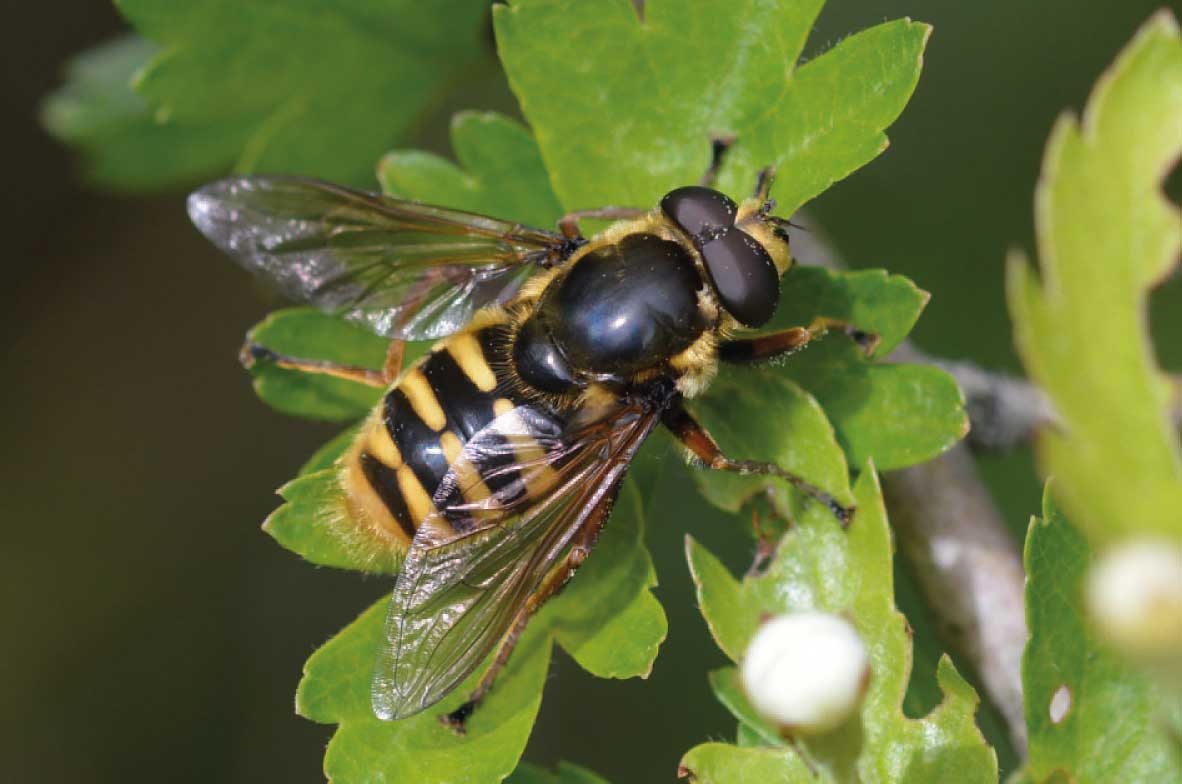 Yellow-Barred-Peat-Hoverfly
