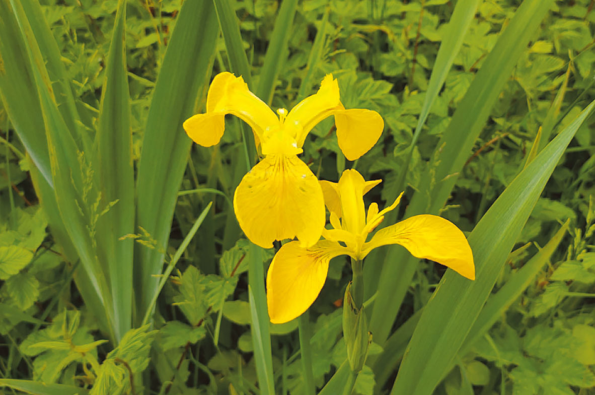 Yellow-Iris