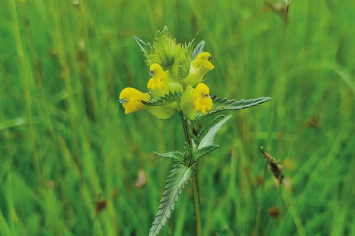 Yellow-Rattle